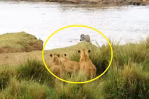 Đàn sư tử bất lực nhìn ngựa vằn chạy thoát 