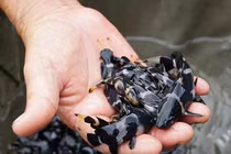 Loài cá suýt tuyệt chủng, người dân mang về nuôi kiếm bộn tiền