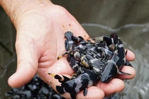 Loài cá suýt tuyệt chủng, người dân mang về nuôi kiếm bộn tiền