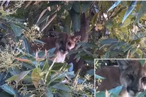 Đàn chó sủa, người phụ nữ “rợn tóc gáy” khi nhìn lên trên cây