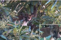 Đàn chó sủa, người phụ nữ “rợn tóc gáy” khi nhìn lên trên cây