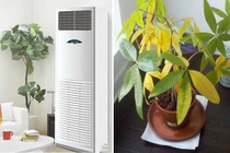 Cây cảnh tuyệt đối không đặt ở 3 vị trí "tử huyệt" này