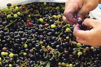 Mọc dại ở bờ rào nay dân hái bán thu 300.000 đồng/ngày