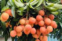 Vải thiều mất mùa, nông dân Bắc Giang vẫn kiếm tiền kỷ lục