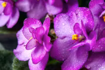 Cây cảnh bé xíu trồng trong nhà hút năng lượng tích cực, ai cũng thích