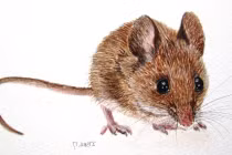 3 con giáp xui xẻo trong tháng 10, làm gì cũng khó khăn