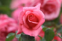 Sinh vào 4 tháng Âm lịch này, tháng 6 vượt sóng gió, giàu sụ