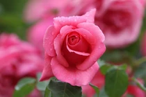 Sinh vào 4 tháng Âm lịch này, tháng 6 vượt sóng gió, giàu sụ