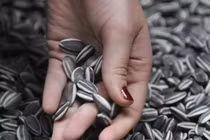 Người đàn ông nôn ra 700ml máu sau khi ăn hạt hướng dương