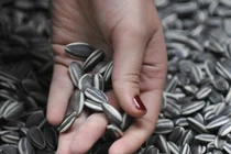 Người đàn ông nôn ra 700ml máu sau khi ăn hạt hướng dương