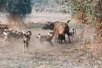 Đàn chó hoang đột kích bầy trâu rừng châu Phi và cái kết