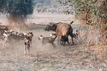 Đàn chó hoang đột kích bầy trâu rừng châu Phi và cái kết
