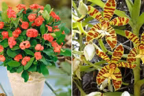 4 loại cây cảnh vừa hút tài lộc vừa xua đuổi tà khí