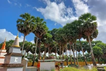 Đẹp nao lòng ngôi chùa cổ Sóc Trăng với vườn thốt nốt trăm năm tuổi 