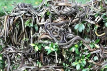 ‘Hòn đảo tử thần’ nơi hàng vạn con rắn độc ngự trị