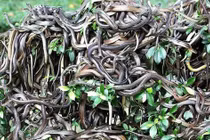 ‘Hòn đảo tử thần’ nơi hàng vạn con rắn độc ngự trị