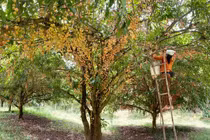 Mùa dâu da chi chít từ gốc đến ngọn, nông dân thu tiền triệu 