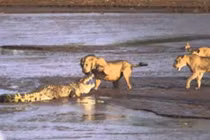 Cá sấu “chiến đấu” với 3 con sư tử 