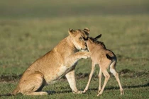 Sư tử “động lòng trắc ẩn” tha chết cho linh dương con