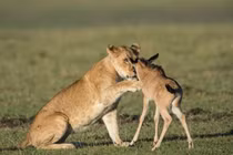 Sư tử “động lòng trắc ẩn” tha chết cho linh dương con