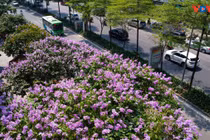 Lãng mạn sắc tím bằng lăng trên phố phường Hà Nội