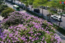 Lãng mạn sắc tím bằng lăng trên phố phường Hà Nội
