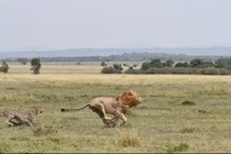 Báo săn nhỏ con rượt đuổi sư tử, bảo vệ con non