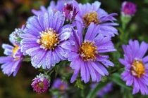 3 con giáp không ngừng học hỏi, tháng 2 âm lịch phú quý đủ đường