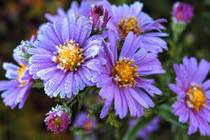 3 con giáp không ngừng học hỏi, tháng 2 âm lịch phú quý đủ đường