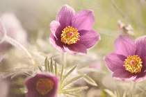 Tháng 10/2022, 4 con giáp tâm trạng rực rỡ như mùa thu, tiền tài phát 