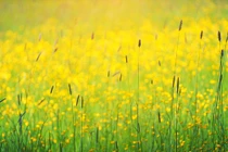 Kết thúc năm 2022 đầy may mắn, 4 con giáp tiền bạc rủng rỉnh