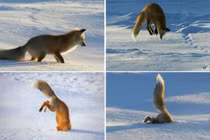 Video: “Tuyệt chiêu” săn mồi độc đáo của cáo tuyết 