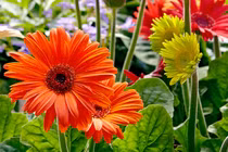 Từ giờ tới hết tháng 4/2022: 3 con giáp thoát mọi tai ương, bạc tiền sung túc