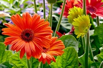 Từ giờ tới hết tháng 4/2022: 3 con giáp thoát mọi tai ương, bạc tiền sung túc