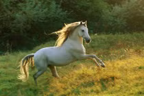 Nửa đầu tháng 6 Âm, 4 tuổi gia đình thịnh vượng, tiền về như lũ