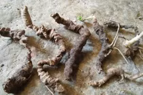 Cả làng vào rừng đào củ đắt như vàng ròng, 300 triệu/kg