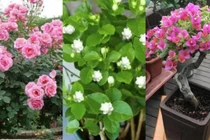 Có 3 loại hoa ở nhà, nhớ cắt một lần khi trời lạnh