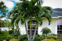 5 loại cây trồng trước cửa giúp chiêu dụ tiền tài phú quý