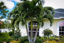 5 loại cây trồng trước cửa giúp chiêu dụ tiền tài phú quý