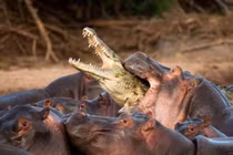 Cá sấu bị hà mã “hành hung” tơi bời vì tội “nhiều chuyện” 