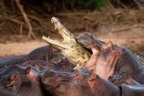 Cá sấu bị hà mã “hành hung” tơi bời vì tội “nhiều chuyện” 