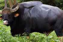 Loài lớn nhất và cao nhất trong số các loài gia súc hoang dã