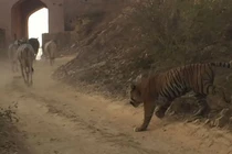 Hổ dữ ngang nhiên bắt trộm bò trước mặt nhiều người 