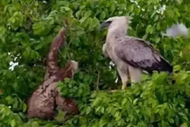 Tại sao loài lười chậm chạp nhưng không bị tuyệt chủng?