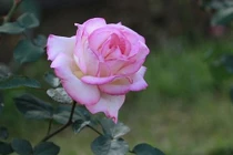 Tháng 4, 3 con giáp tài lộc tứ phương hội tụ, làm gì cũng thuận 