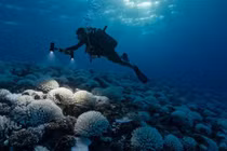 Nhiệt độ đại dương cao kỷ lục, giới khoa học tìm câu trả lời