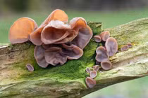 Loại hạt ai cũng nghĩ có lợi nhưng làm tắc nghẽn mạch máu