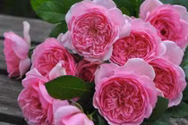 Người sinh vào 5 ngày Âm lịch này, hậu vận hưởng phúc