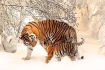 Trời ban số hưởng: 4 con giáp trong tháng 7 giàu không cản nổi