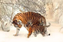 Trời ban số hưởng: 4 con giáp trong tháng 7 giàu không cản nổi